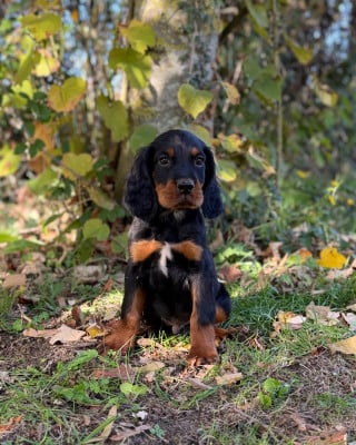Les chiots de Setter Gordon