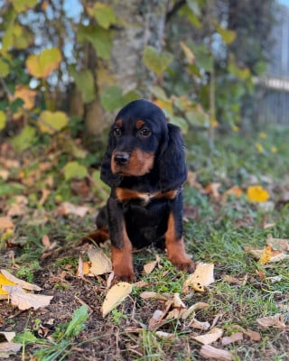 Les chiots de Setter Gordon