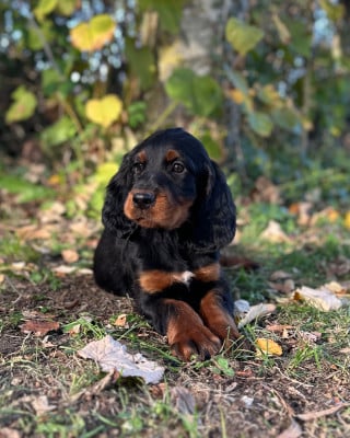 Les chiots de Setter Gordon