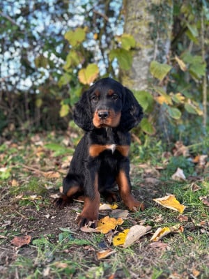 Les chiots de Setter Gordon