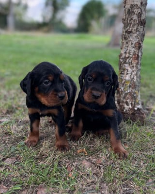 Les chiots de Setter Gordon