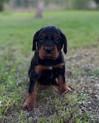 Les chiots de Setter Gordon