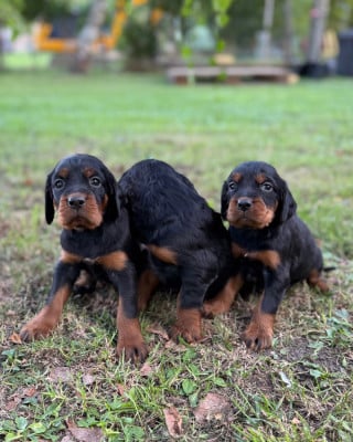 Les chiots de Setter Gordon