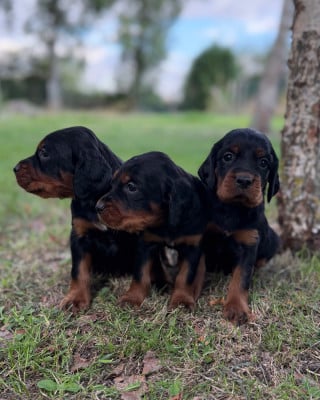 Les chiots de Setter Gordon
