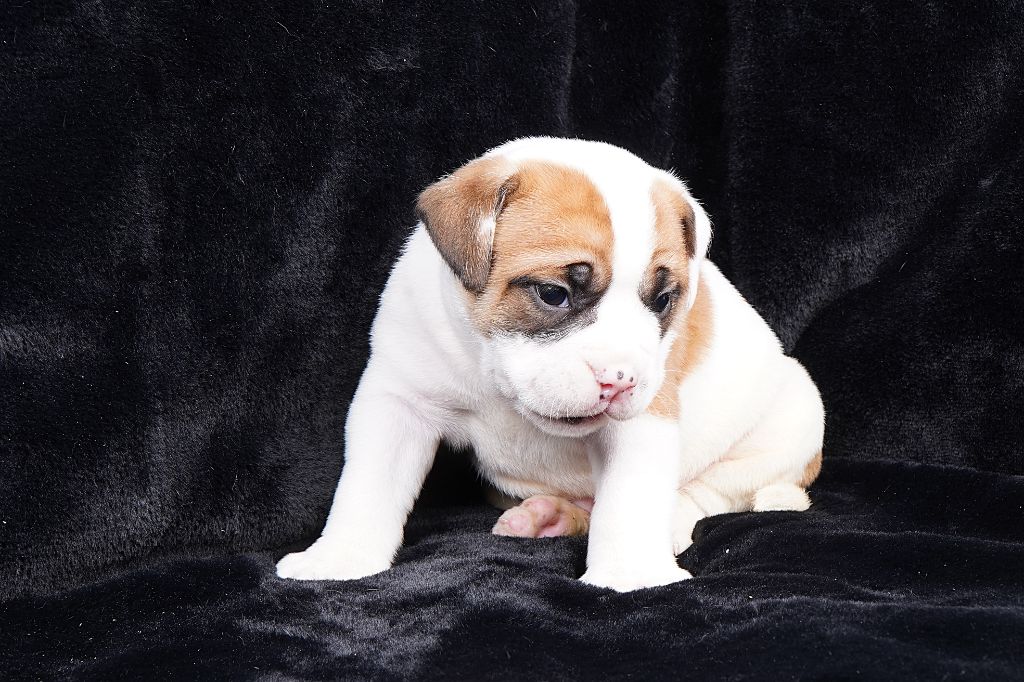 Bulldog continental - Forgiveness American Dog