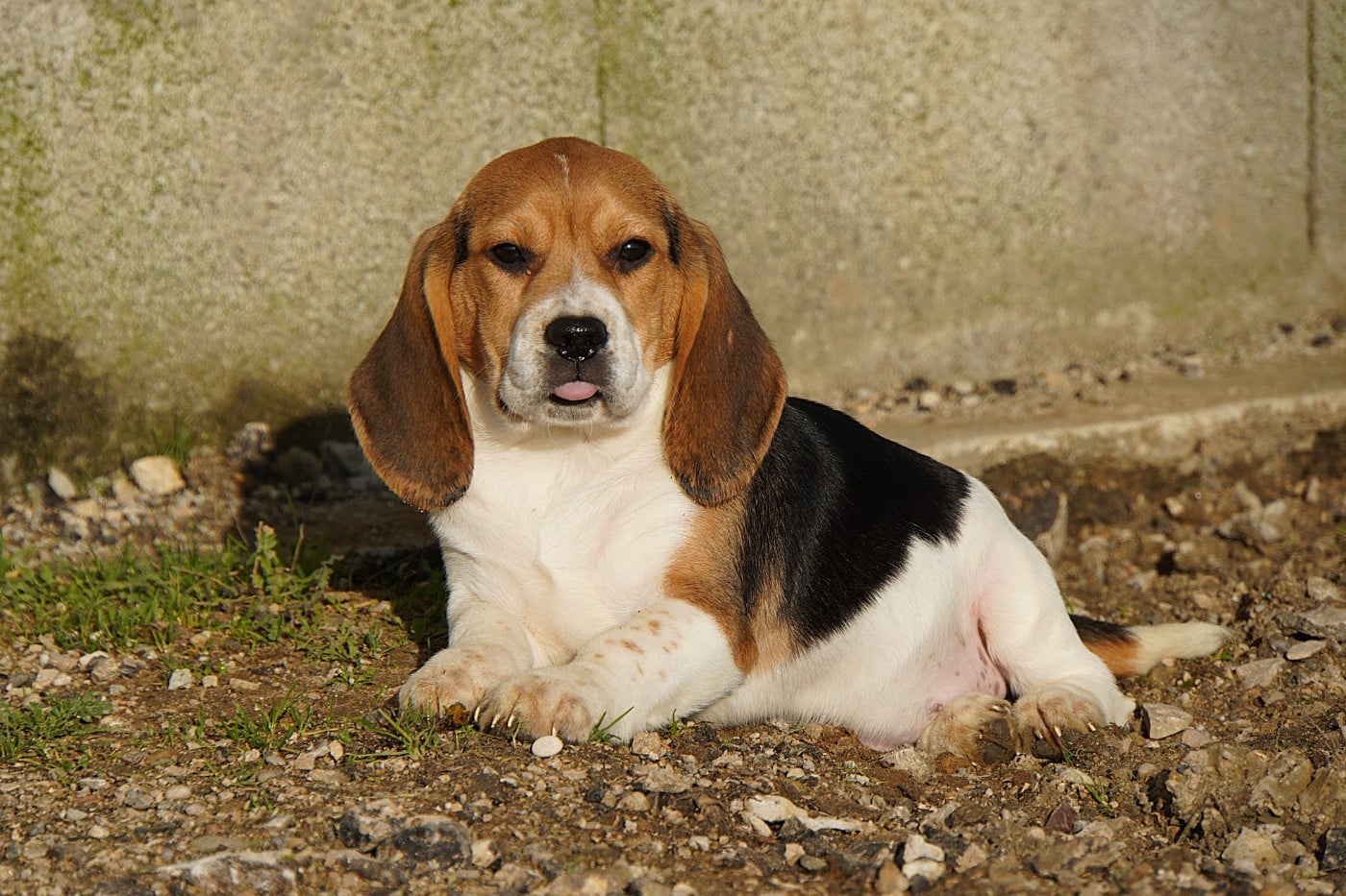 Beagle - Forgiveness American Dog