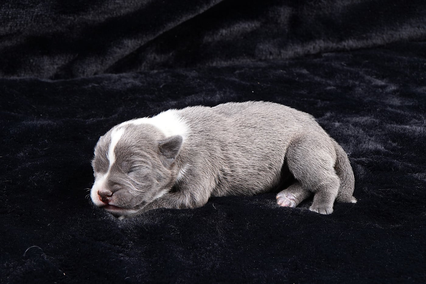 Chiot N°2