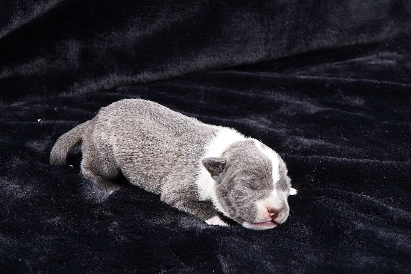 Chiot N°2