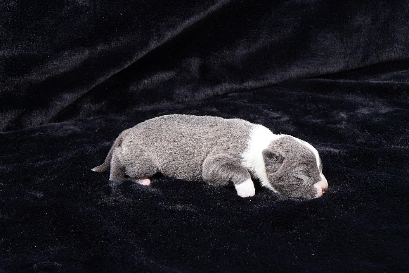 Chiot N°2
