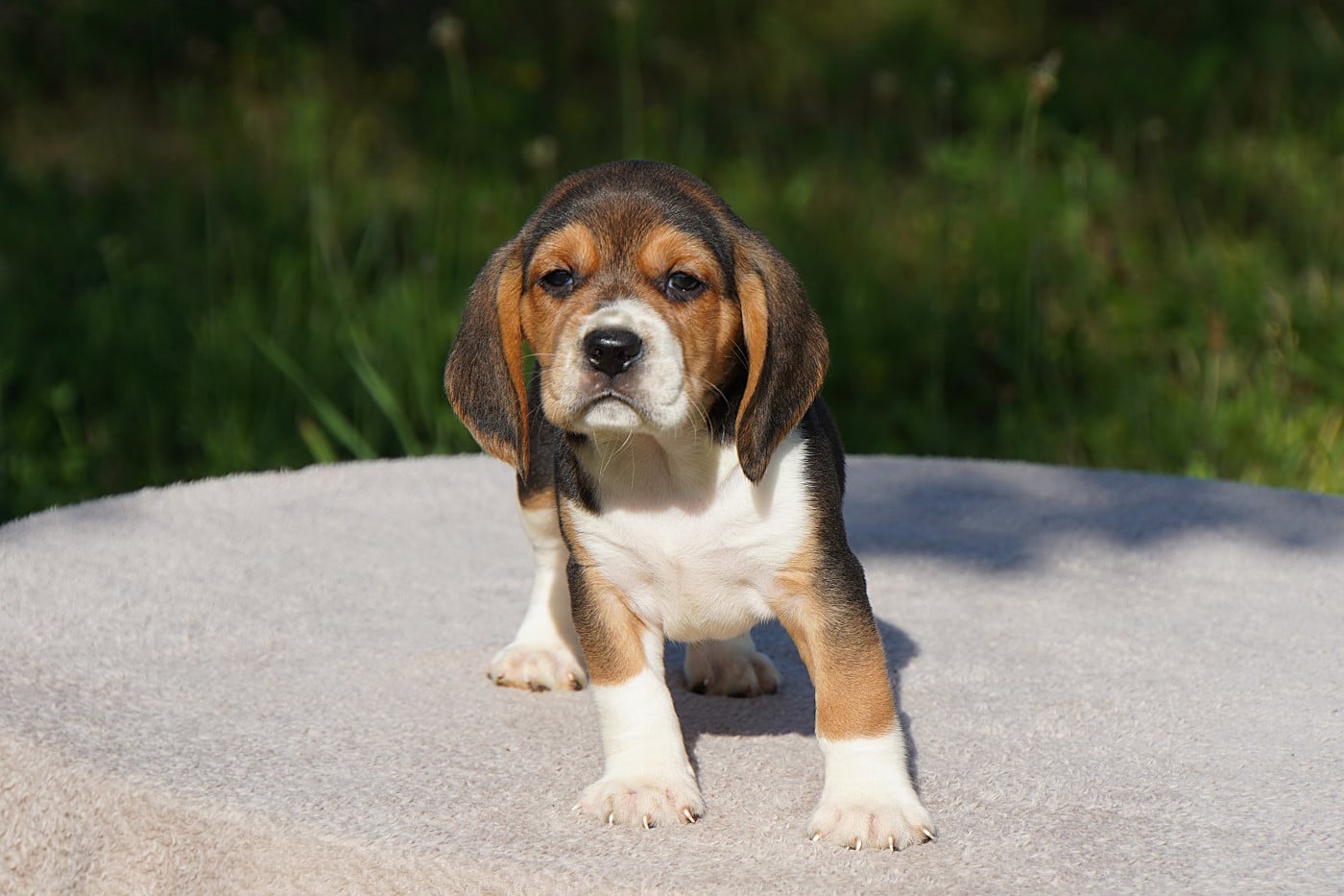 Beagle - Forgiveness American Dog