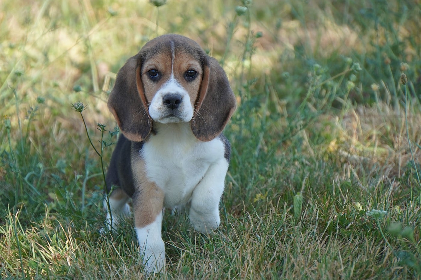 CHIOT