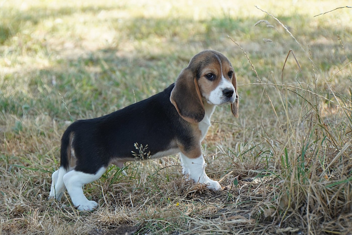 CHIOT