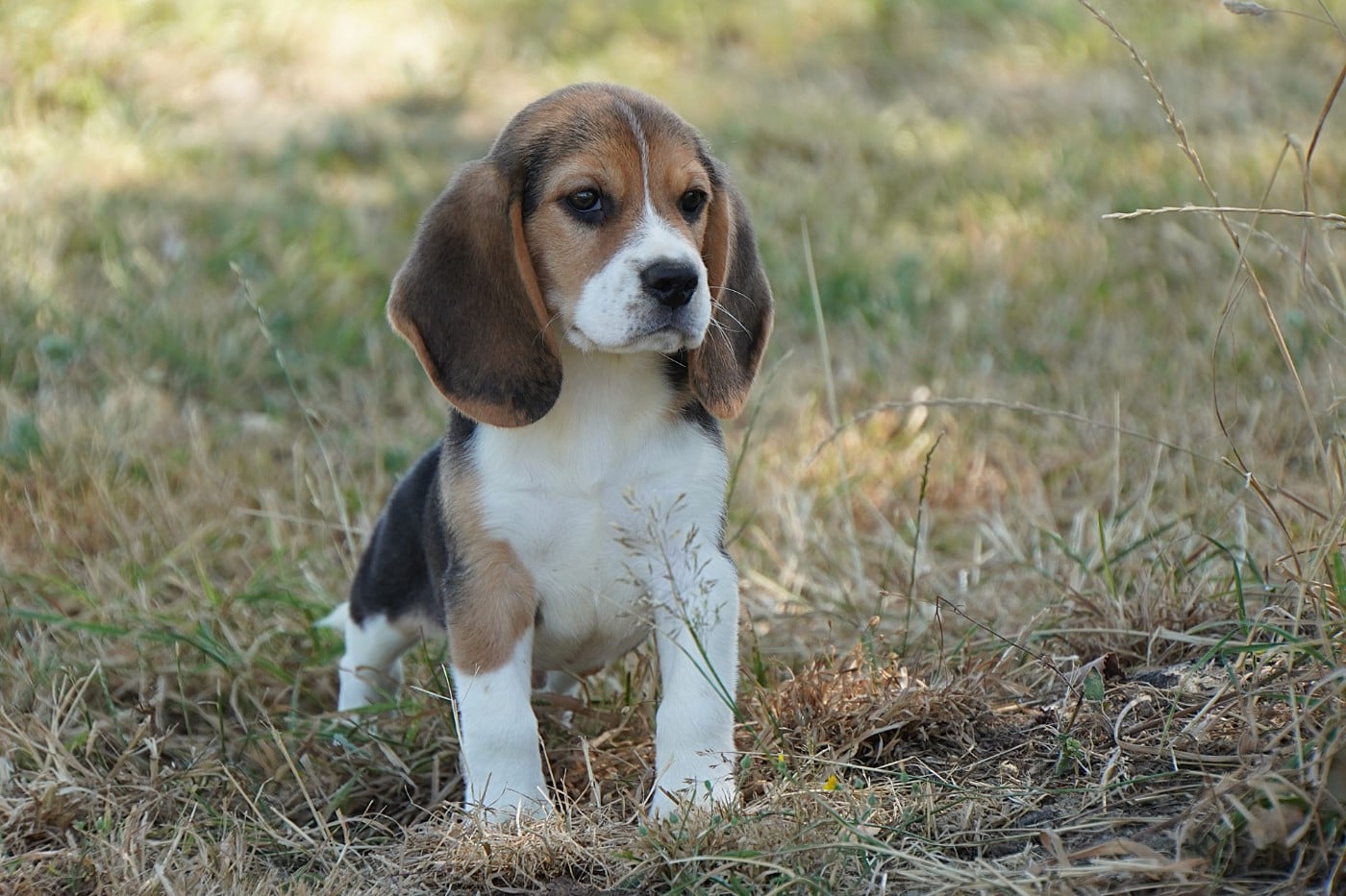 CHIOT