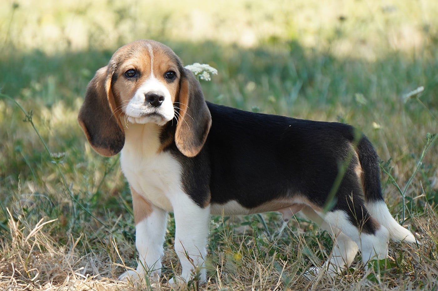 CHIOT