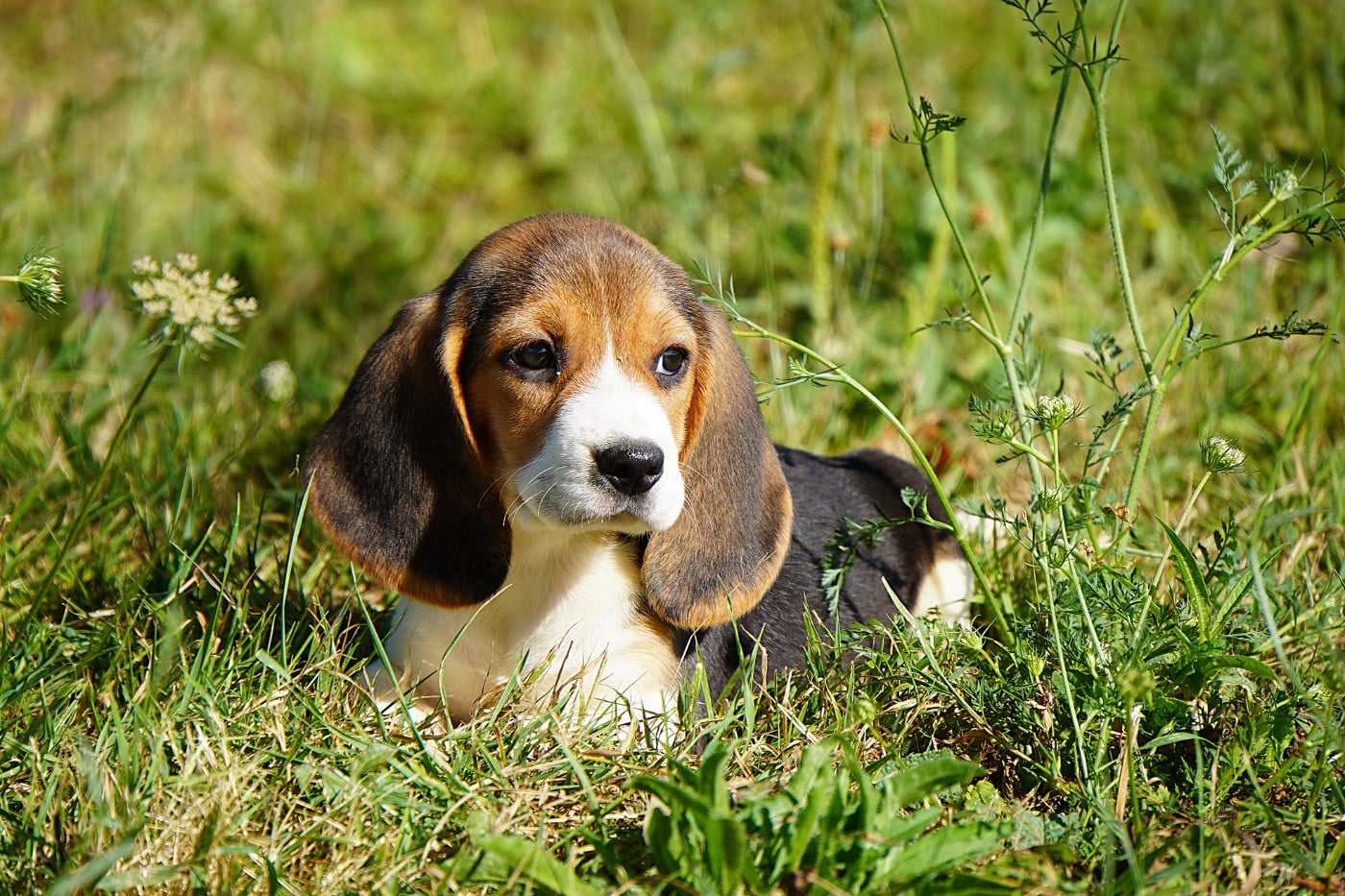 CHIOT