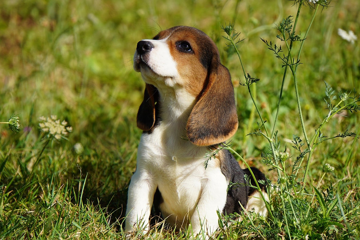 CHIOT
