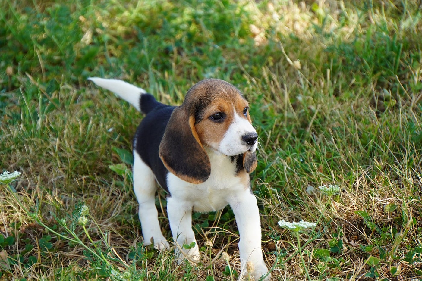 CHIOT