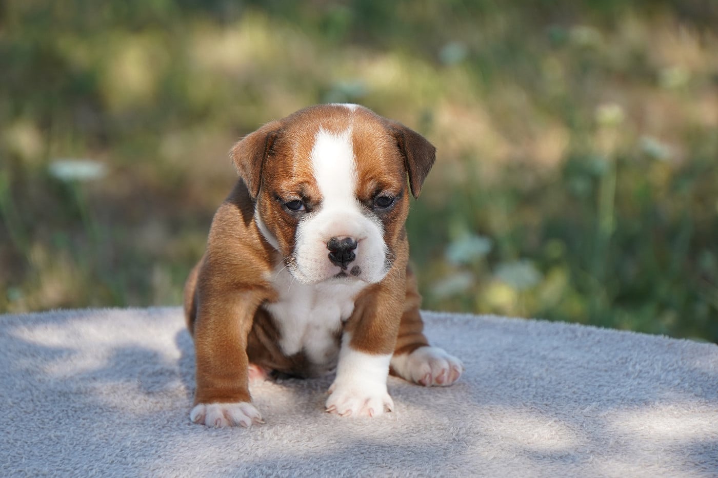 Bulldog continental - Forgiveness American Dog