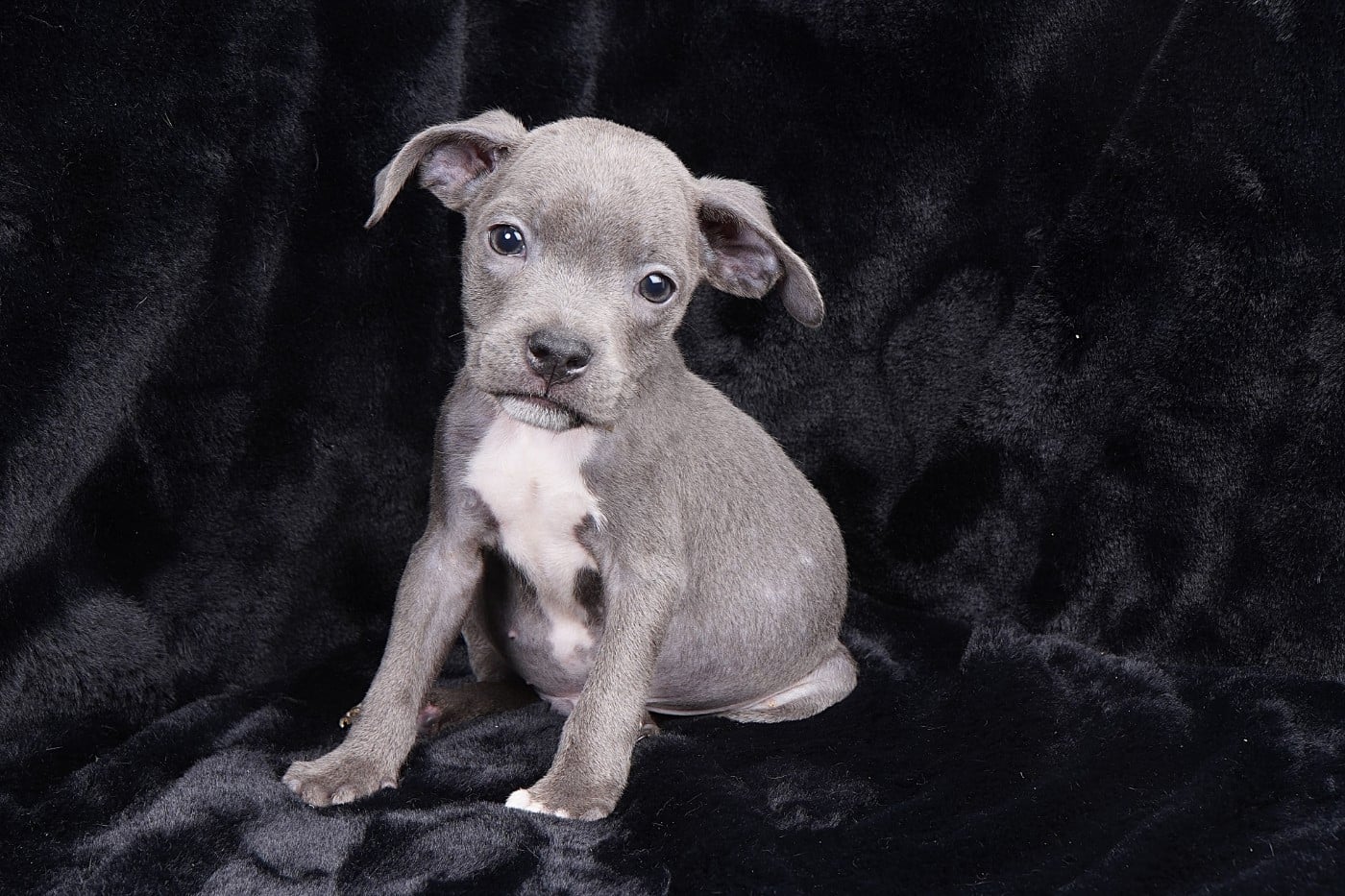 Staffordshire Bull Terrier - Forgiveness American Dog