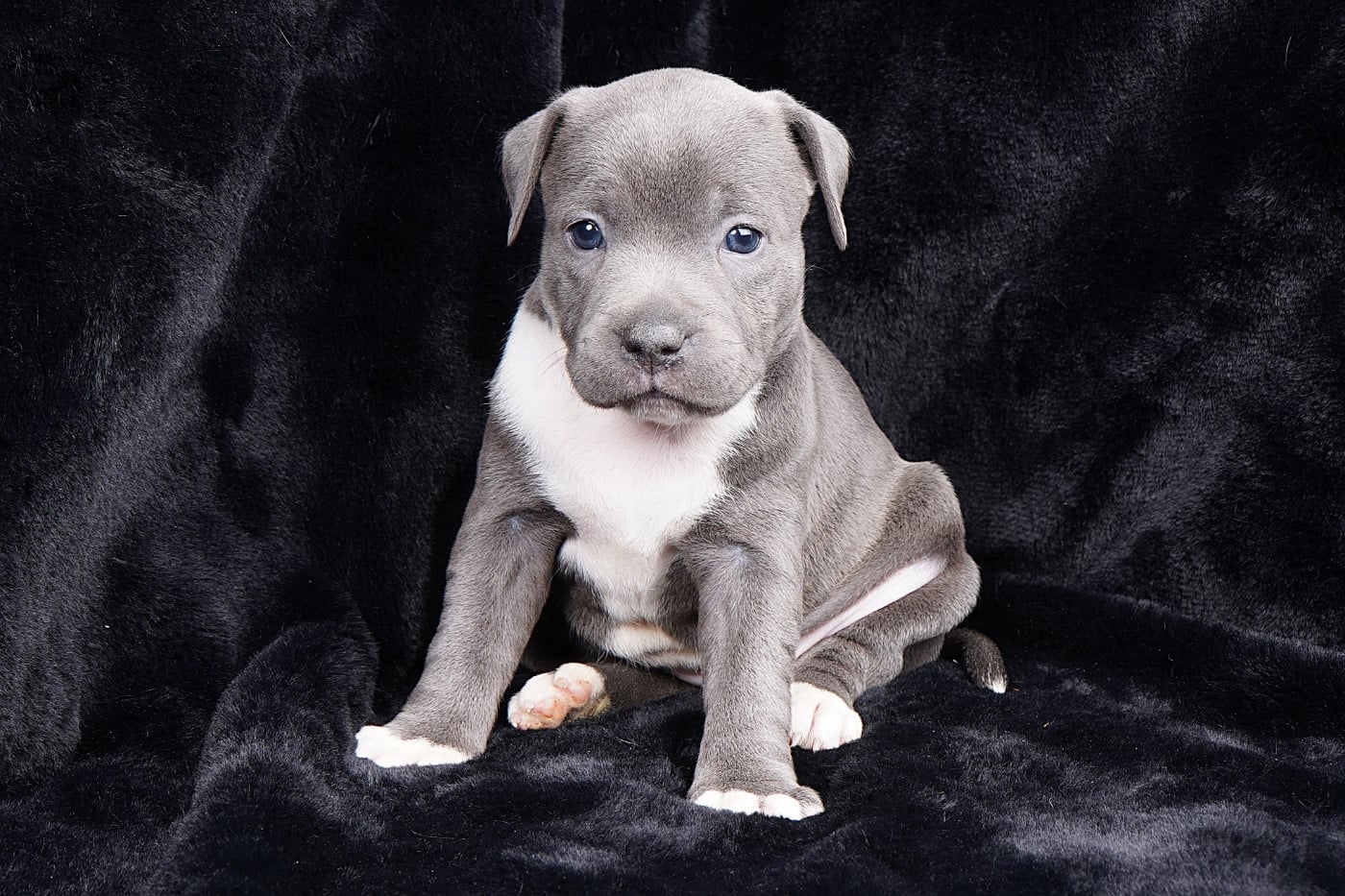 Staffordshire Bull Terrier - Forgiveness American Dog
