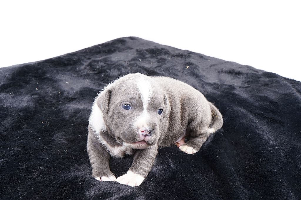 Staffordshire Bull Terrier - Forgiveness American Dog