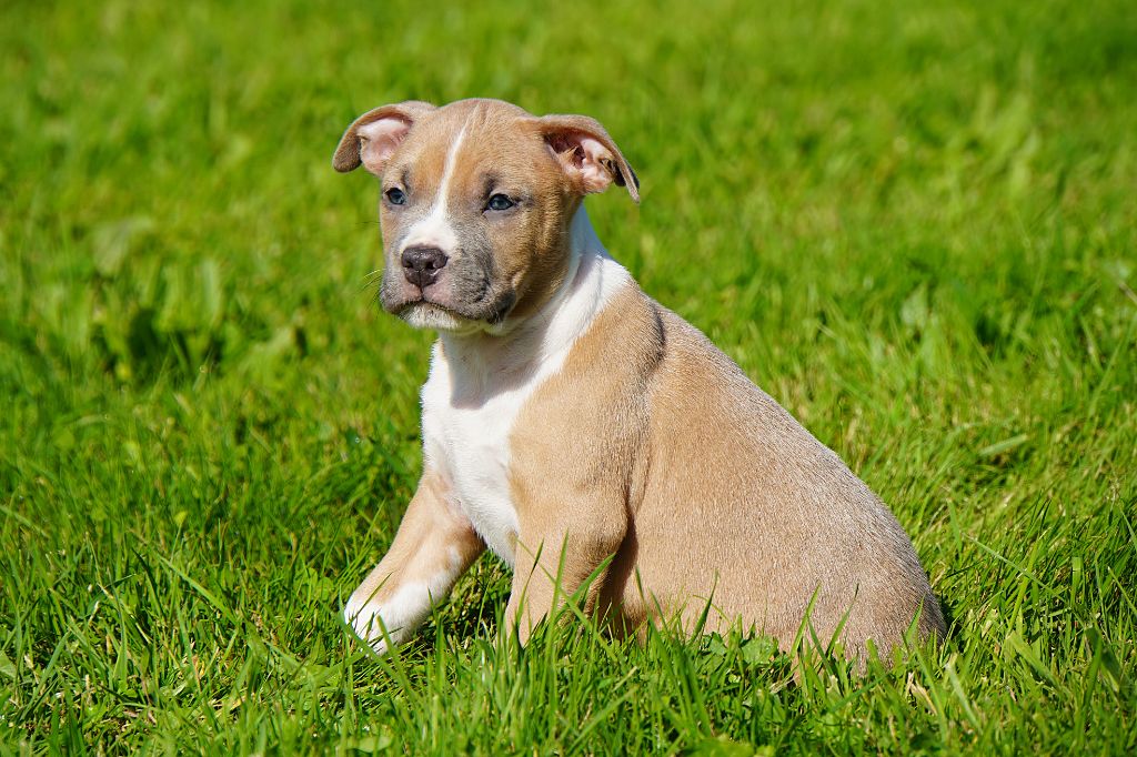American Staffordshire Terrier - Forgiveness American Dog