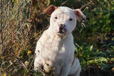 Les chiots de Staffordshire Bull Terrier