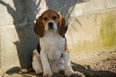 Les chiots de Beagle