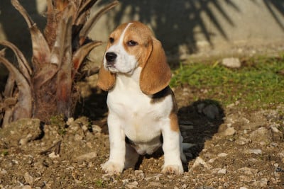 Les chiots de Beagle