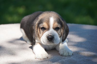 Les chiots de Beagle