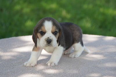 Les chiots de Beagle