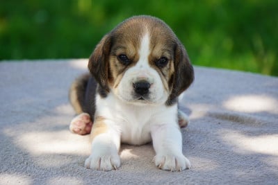 Les chiots de Beagle