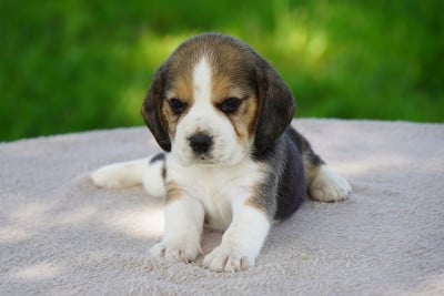 Les chiots de Beagle