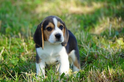 Les chiots de Beagle