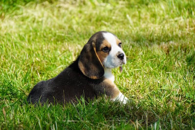 Les chiots de Beagle