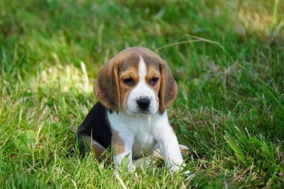 Les chiots de Beagle