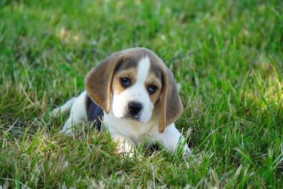 Les chiots de Beagle