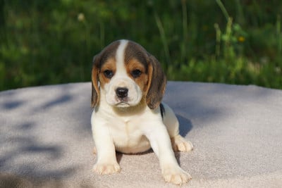 Les chiots de Beagle
