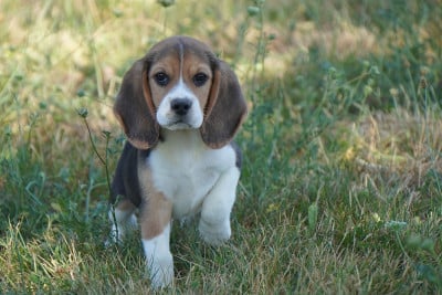 Les chiots de Beagle