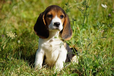 Les chiots de Beagle