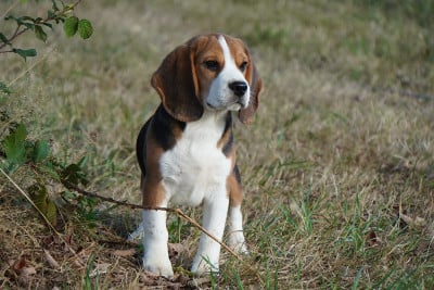 Les chiots de Beagle