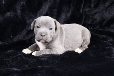 Chiot N°7 - Staffordshire Bull Terrier
