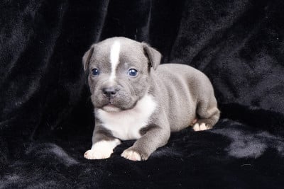 Staffordshire Bull Terrier