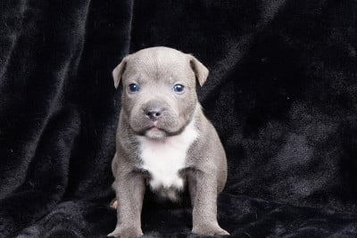 Chiot N°2 - Staffordshire Bull Terrier