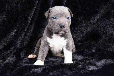 Chiot N°3 - Staffordshire Bull Terrier