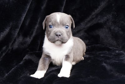 Chiot N°4 - Staffordshire Bull Terrier