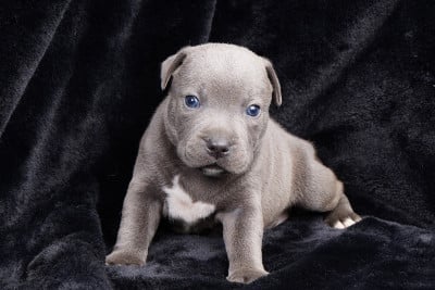 Chiot N°5 - Staffordshire Bull Terrier