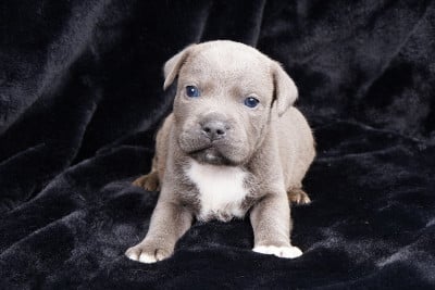 Chiot N°6 - Staffordshire Bull Terrier
