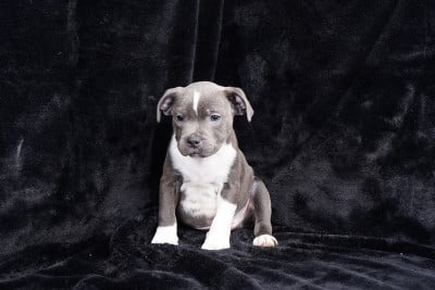Les chiots de Staffordshire Bull Terrier