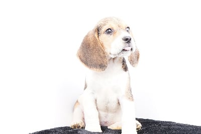 Les chiots de Beagle